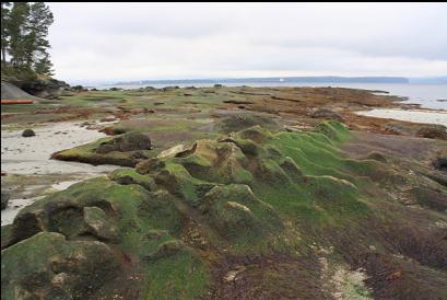 sandstone formations on beach at low tide