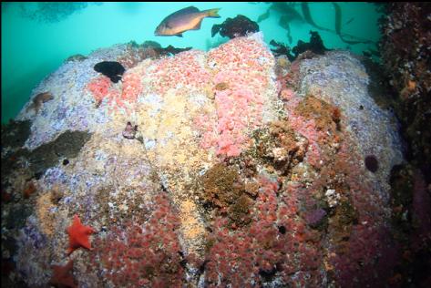 perch over strawberry anemones