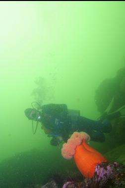 PLUMOSE ANEMONE IN FRONT OF REEFS