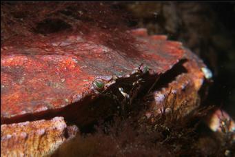 RED ROCK CRAB