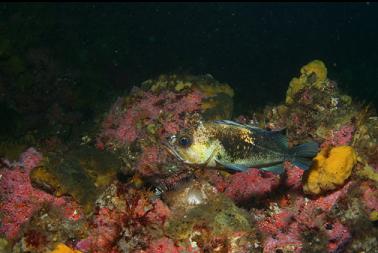 quillback rockfish