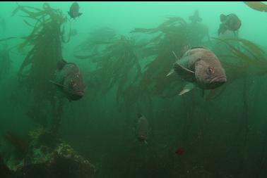 black rockfish