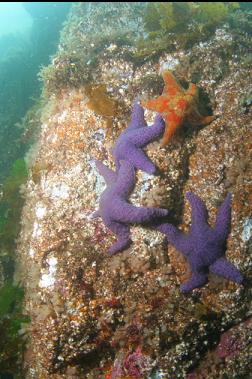 seastars in shallows