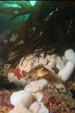 copper rockfish and plumose anemones