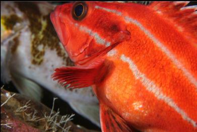 yelloweye squished in with copper rockfish