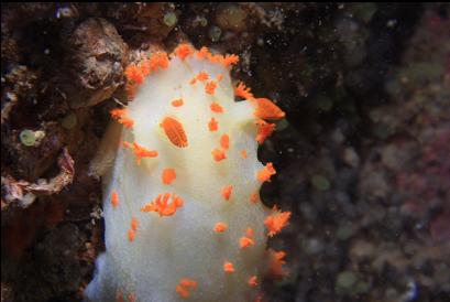 clown nudibranch