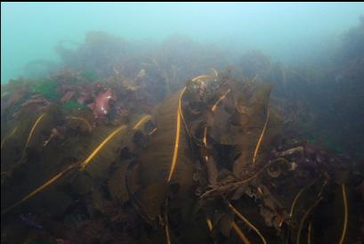 kelp in shallows