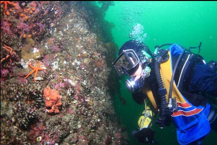 Puget Sound king crab