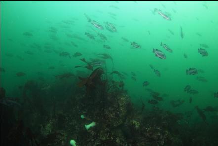 black rockfish