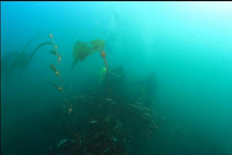 kelp on top of the wreck