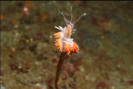 nudibranchs eating a hydroid