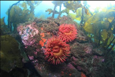 fish-eating anemones