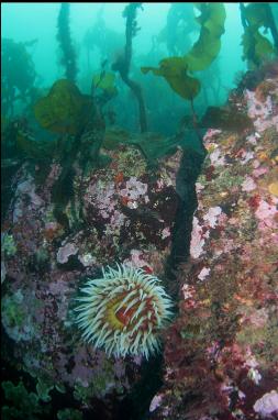 FISH-EATING ANEMONE