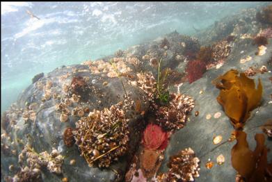 anemones in crack at bottom of picture