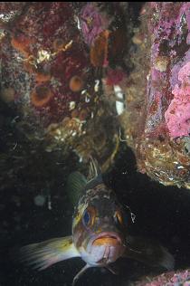 COPPER ROCKFISH WITH SHRIMP ANTENNAE IN MOUTH