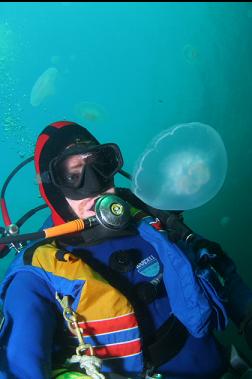 moon jellies