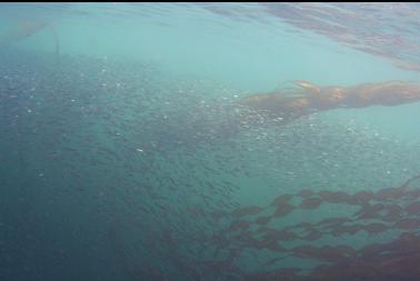 herring and kelp