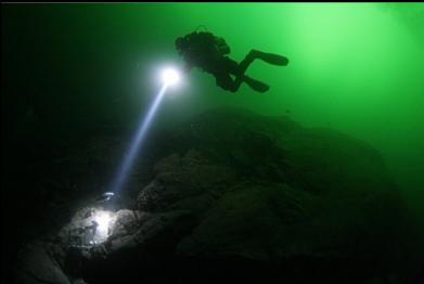 lighting up rockfish