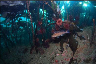 kelp greenling and urchins under stalked kelp