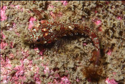 small sculpin in the bay