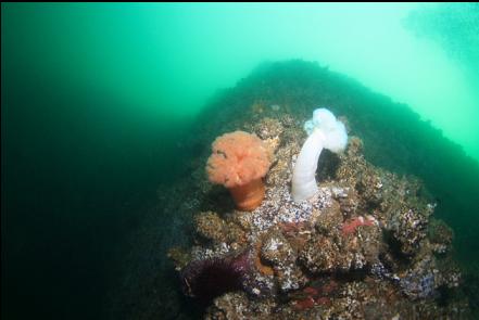 plumose anemones and cemented tube worms near the top of the wall