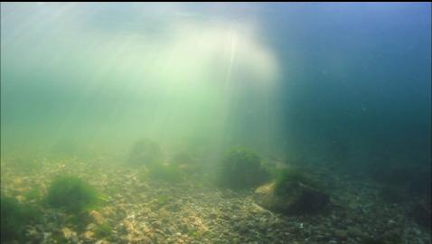 under the shade of the trees in the shallows