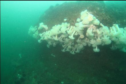 plumose anemones under an overhang 45 feet deep
