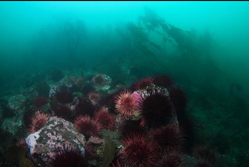 urchins at the base of the reef