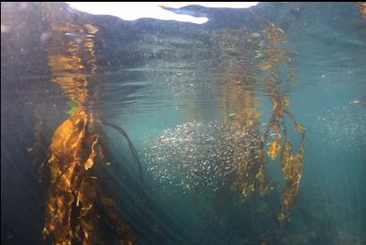 herring near boat