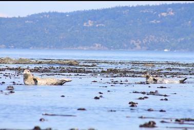 seals and kelp