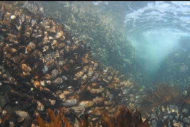 mussels in shallows