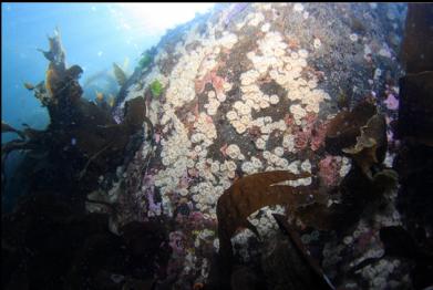 small white anemones