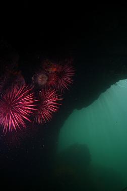 urchins under shallow overhang