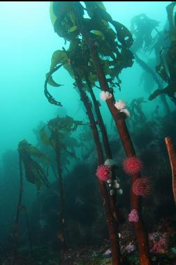 brooding anemones on kelp