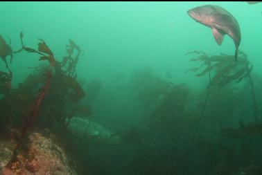 rockfish and seal in background