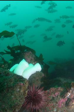 black rockfish behind anemones and urchin