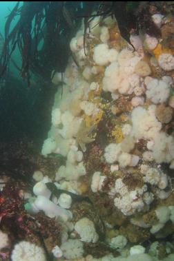 anemones in shallows