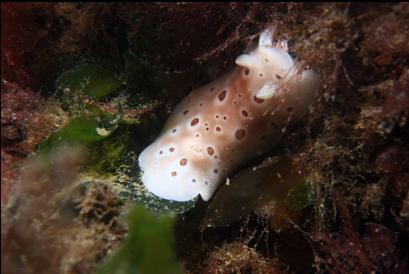 leopard dorid nudibranch