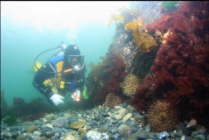 anemones near beach