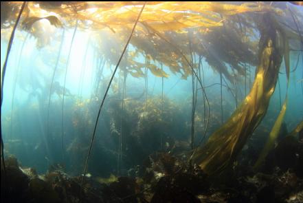 kelp back in the bay