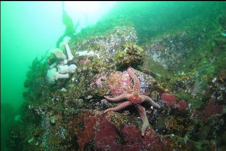 seastar and plumose anemones