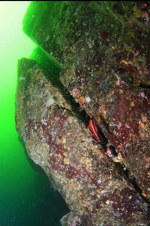 juvenile yelloweye rockfish