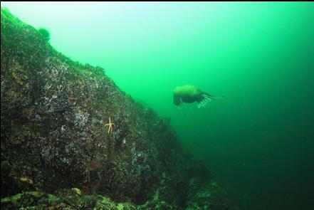 sealion swimming away