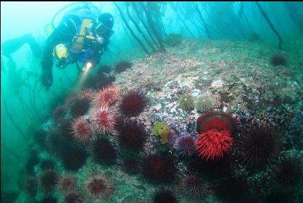 urchins and fish-eating anemone