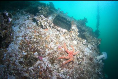 seastar on side of bridge