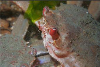 MATING CRAB EYES