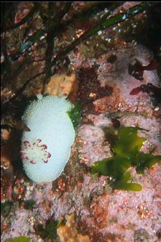 ANOTHER NUDIBRANCH