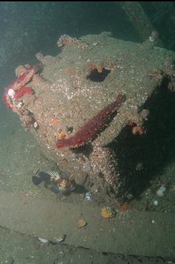 quillback rockfish and hatch