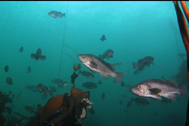 black rockfish near boat