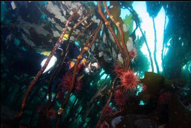 urchins on stalked kelp